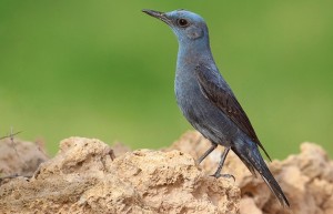 El Blue Rock Thrush o roquero solitario, pájaro nacional de Malta.