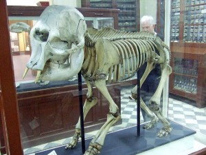 ELefante enano en el museo de Ghar Dalam - Birzebbuga. Foto de The-Cha.