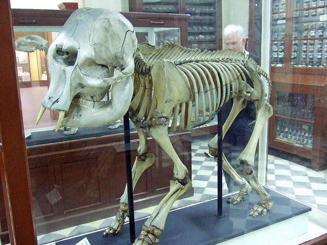 Elefante enano en el museo de Ghar Dalam - Birzebbuga.
